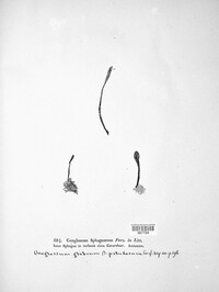 Geoglossum glabrum image